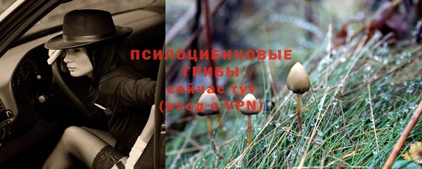 ГАЛЛЮЦИНОГЕННЫЕ ГРИБЫ Кодинск
